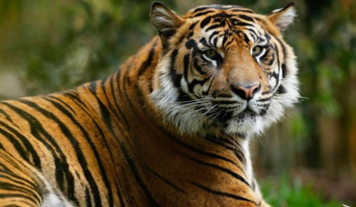harimau-sumatera-lampung way kambas