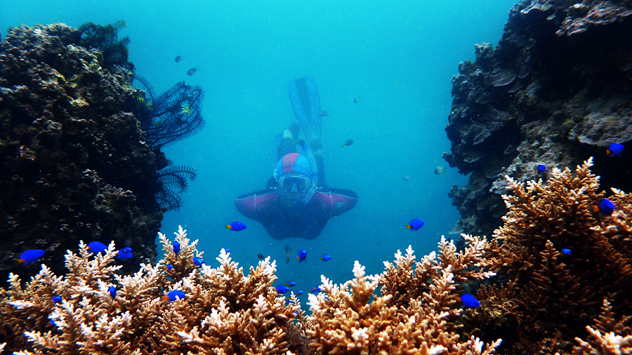 pulau tegal diving